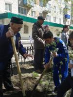 Посадка деревьев на Алле Героев