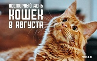 Международный день кошек 