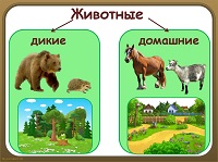 Домашние и дикие животные 
